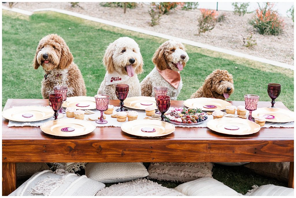 Dogs sitting at a picnic table on valentine's day