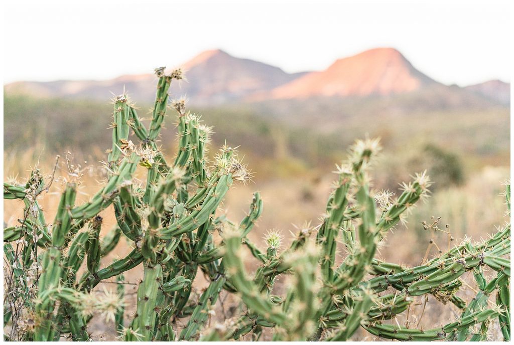 staghorn cactus in desert in Cave Creek