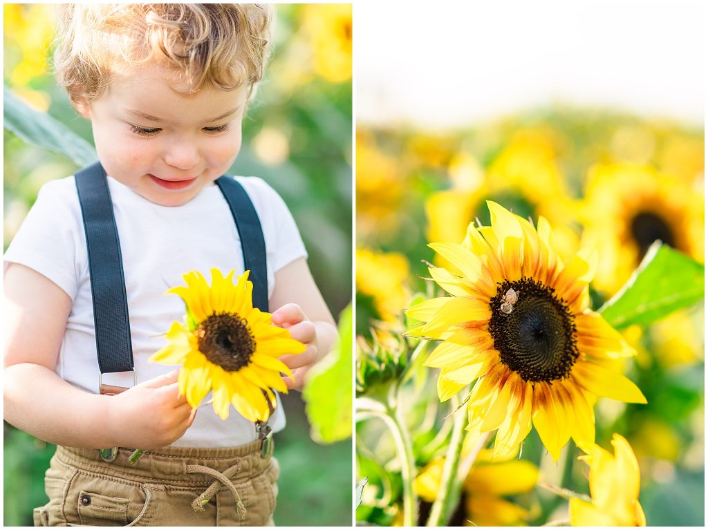 little boy in sunflower field
